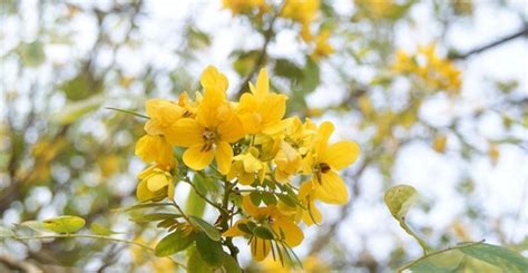 萬壽菊禁忌|芳香萬壽菊：禁忌與副作用、功效、營養價值、正確食。